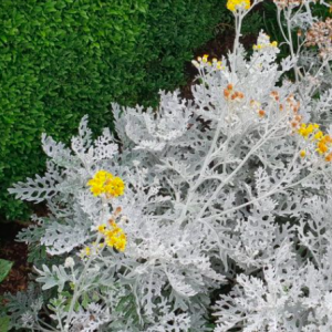 Gói 5 hạt giống cúc lá bạc, cây ren bạc