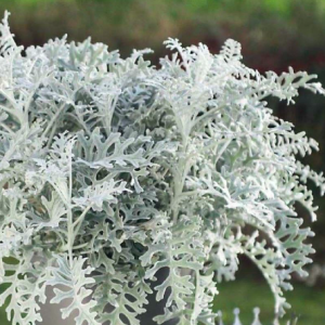 Gói 5 hạt giống cúc lá bạc, cây ren bạc