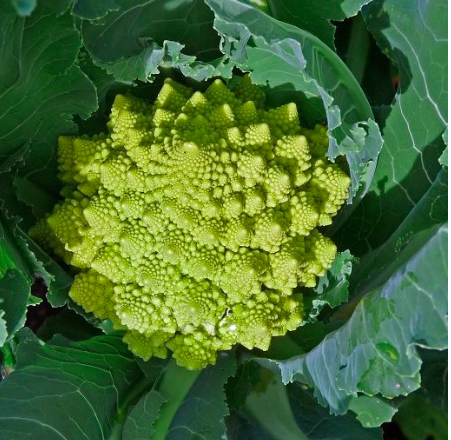 Gói 0.2gr hạt giống súp lơ san hô