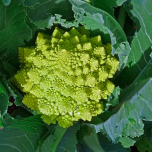 Gói 0.2gr hạt giống súp lơ san hô