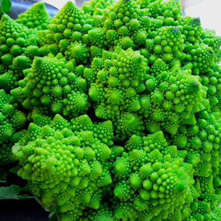 Gói 0.2gr hạt giống súp lơ san hô