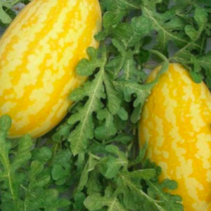 Gói 5 hạt giống dưa hấu F1 thỏi vàng