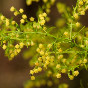 Gói 20 hạt giống ngải sỉ Woodworm trị sốt rét