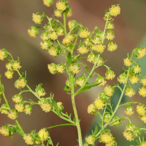 Gói 20 hạt giống ngải sỉ Woodworm trị sốt rét