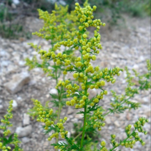 Gói 20 hạt giống ngải sỉ Woodworm trị sốt rét