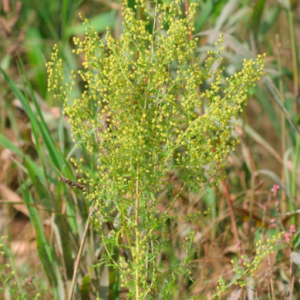 Gói 20 hạt giống ngải sỉ Woodworm trị sốt rét