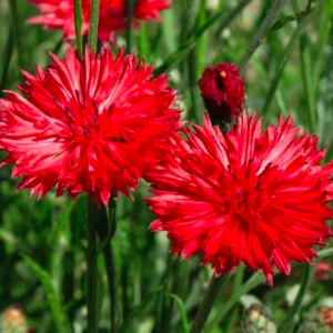 Gói 50 hạt giống hoa trúc mai đỏ cao 70cm