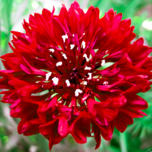 Gói 50 hạt giống hoa trúc mai đỏ cao 70cm