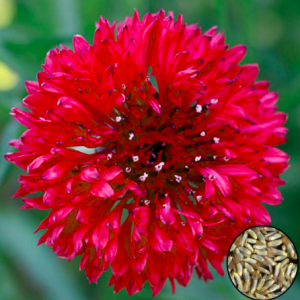 Gói 50 hạt giống hoa trúc mai đỏ cao 70cm