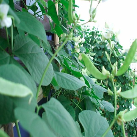 Gói 5gr hạt giống đậu ván xanh