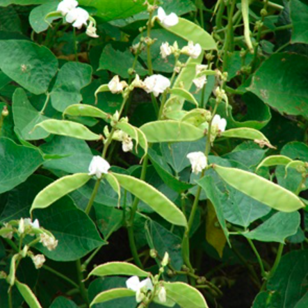 Gói 5gr hạt giống đậu ván xanh