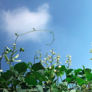 Gói 5gr hạt giống đậu ván xanh