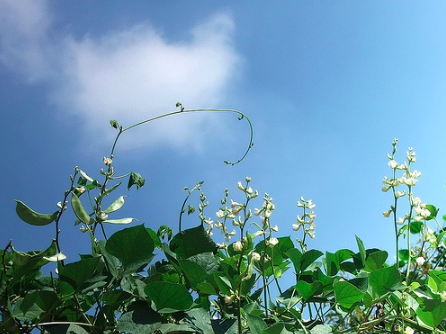 Gói 5gr hạt giống đậu ván xanh