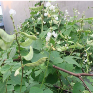 Gói 5gr hạt giống đậu ván xanh