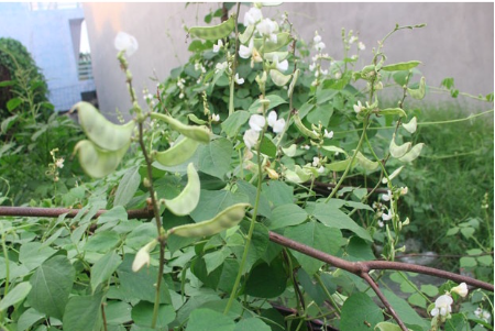 Gói 5gr hạt giống đậu ván xanh