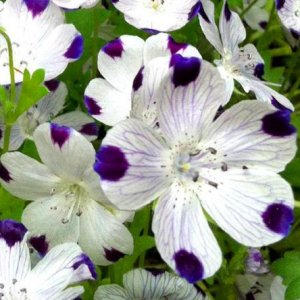 Gói 10 hạt giống hoa tình yêu Fivespot