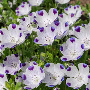 Gói 10 hạt giống hoa tình yêu Fivespot