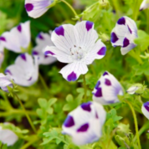 Gói 10 hạt giống hoa tình yêu Fivespot