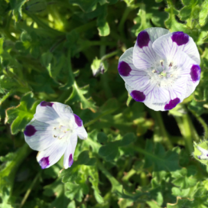 Gói 10 hạt giống hoa tình yêu Fivespot