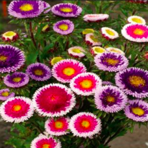 Gói 20 hạt giống hoa cúc nhật Pom Pom mix