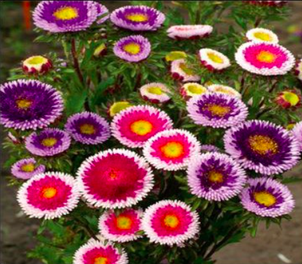 Gói 20 hạt giống hoa cúc nhật Pom Pom mix