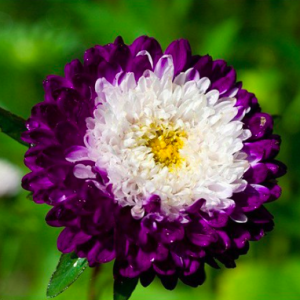 Gói 20 hạt giống hoa cúc nhật Pom Pom mix