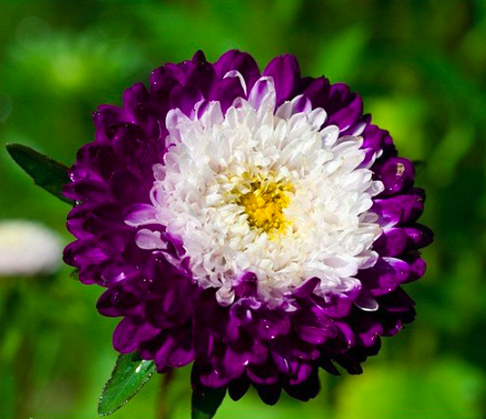 Gói 20 hạt giống hoa cúc nhật Pom Pom mix