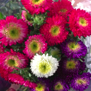 Gói 20 hạt giống hoa cúc nhật Pom Pom mix