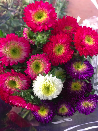 Gói 20 hạt giống hoa cúc nhật Pom Pom mix