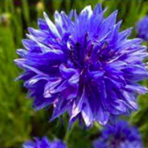 Gói 50 hạt giống hoa trúc mai xanh 70cm