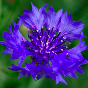 Gói 50 hạt giống hoa trúc mai xanh 70cm