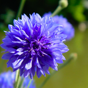 Gói 50 hạt giống hoa trúc mai xanh 70cm