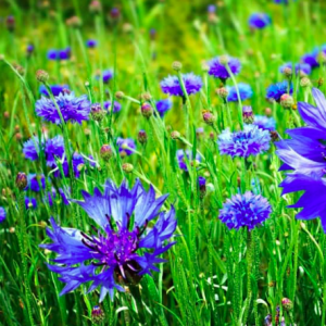 Gói 50 hạt giống hoa trúc mai xanh 70cm