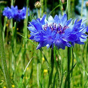 Gói 50 hạt giống hoa trúc mai xanh 70cm