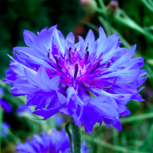 Gói 50 hạt giống hoa trúc mai xanh 70cm