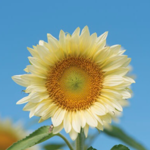 Gói 5 hạt giống hoa hướng dương trắng F1