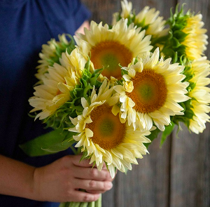 Gói 5 hạt giống hoa hướng dương trắng F1