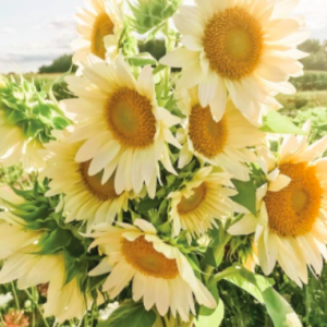 Gói 5 hạt giống hoa hướng dương trắng F1