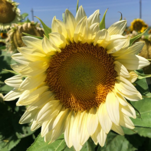 Gói 5 hạt giống hoa hướng dương trắng F1