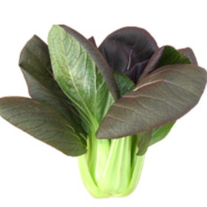 Gói 100 hạt giống cải thìa đỏ F1