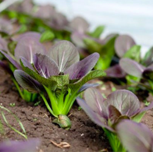 Gói 100 hạt giống cải thìa đỏ F1