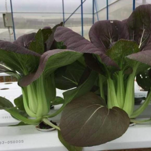 Gói 100 hạt giống cải thìa đỏ F1