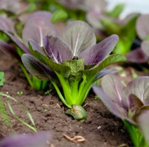 Gói 100 hạt giống cải thìa đỏ F1