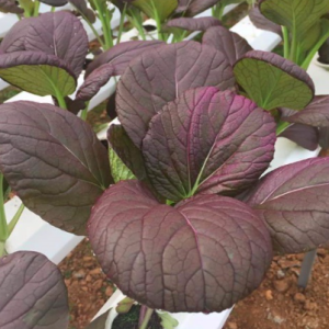 Gói 100 hạt giống cải thìa đỏ F1