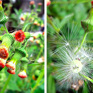 Gói 20 hạt giống rau tàu bay