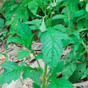 Gói 20 hạt giống rau tàu bay