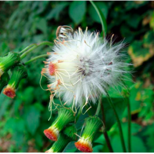 Gói 20 hạt giống rau tàu bay