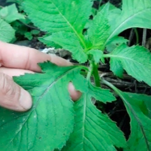 Gói 20 hạt giống rau tàu bay