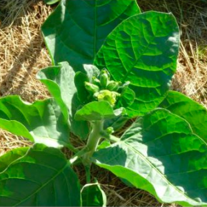 Gói 10 hạt giống cây thuốc lào