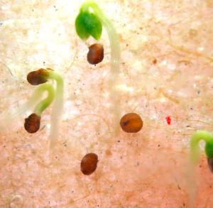 Gói 10 hạt giống cây thuốc lào